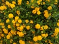 Flowers of kamara lantana - Yellow